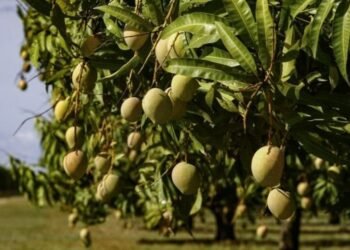 हापूस आंब्याला फटका, ढगाळ वातावरणामुळे मोहोर काळवंडला…