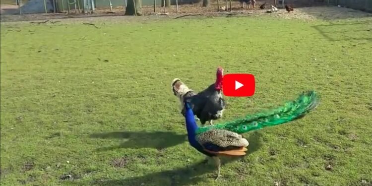 भारताच्या मोराची आणि तुर्कीच्या मोराची झाली लढाई, बघा हैराण करणारा विडिओ…