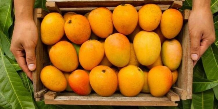 वाशी मार्केटमध्ये हापूस आंब्याची पहिली पेटी दाखल…