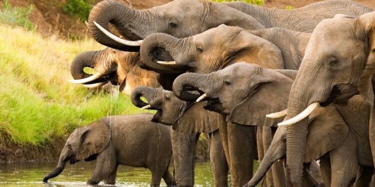 भंडारा जिल्ह्यांत शिरलेला 23 हत्तींचा कळप नेमका आहे कुठे ?