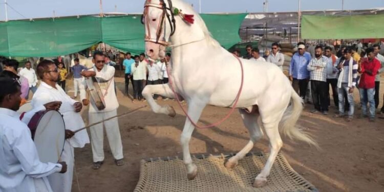 अभिनेत्री सारखा डाएट, राजासारखा रुबाब, ‘चेतक फेस्टिव्हल’मध्ये आलेल्या याअस्सल घोड्यांची किंमत  काय?