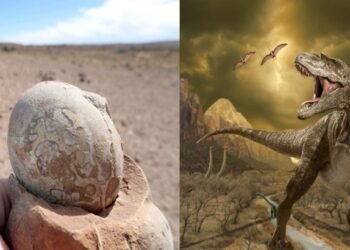 अबब..! नाशिकहुन ३०० किमी वर सापडली डायनासोरची अंडी…