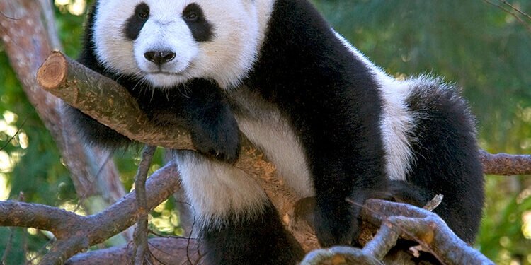 पांडा एका दिवसात किती अन्न खातो हे तुम्हाला माहीत आहे का? हिवाळ्यात ते अधिक सक्रिय असतात