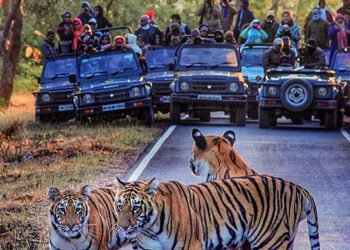 ख्रिसमसनिमित्त लोणावळा आणि माथेरानमध्ये पर्यंटकांची गर्दी, ताडोबा सफारीलाही पसंती