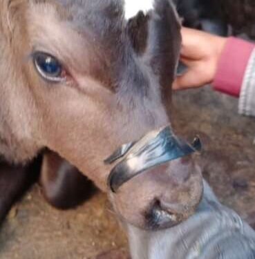 ८ वासरांचे वैराग पोलिसांच्या मदतीने त्यांचे प्राण वाचवण्यात यश…