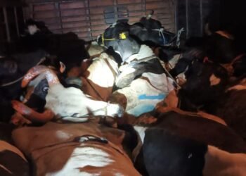 सोलापूर जिल्ह्यात २७ गाईंचे प्राण वाचवून केला प्रजासत्ताक दिन साजरा