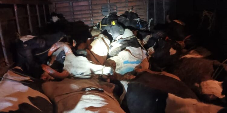 सोलापूर जिल्ह्यात २७ गाईंचे प्राण वाचवून केला प्रजासत्ताक दिन साजरा