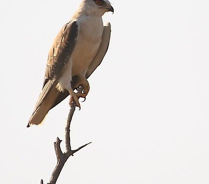 मांज्या मध्ये अडकलेला बहिर ससाणा पक्षाची  केगाव येथील तरुणानी सुखरूप सुटका केली