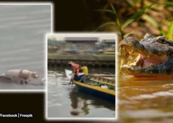 अद्भुत! अविश्वसनीय!! चक्क मगरीनं पाठीवरून आणलं लहान मुलाचा मृतदेह !