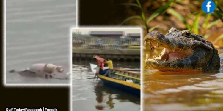 अद्भुत! अविश्वसनीय!! चक्क मगरीनं पाठीवरून आणलं लहान मुलाचा मृतदेह !