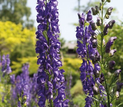 सुंदरतेच्या मोहात पडू नका! अतिशय विषारी आहे ‘हे’ फूल, मृत्यूचाही धोका