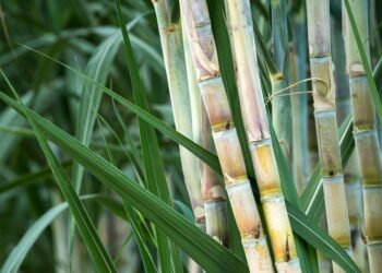 उसाचं सलग नववं पीक, दरवर्षी एकरी १०० टन उत्पादन; विक्रमी शेतकऱ्याची खुद्द पवारांनाही भुरळ..