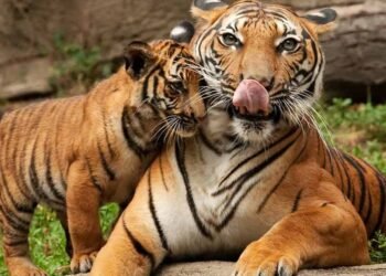 वाघिणीच्या शोध अभियानात नवा ट्विस्ट, जंगलात आढळले मृत बछड्यांचे अवयव