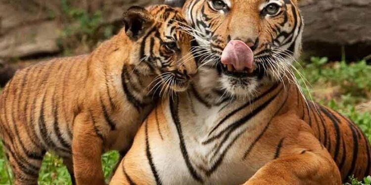 वाघिणीच्या शोध अभियानात नवा ट्विस्ट, जंगलात आढळले मृत बछड्यांचे अवयव