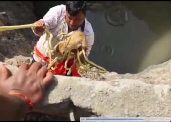 पाण्याच्या शोधात आलेलं हरणाचं पिल्लू विहिरीत पडले, वनविभागाने दिले जीवनदान…