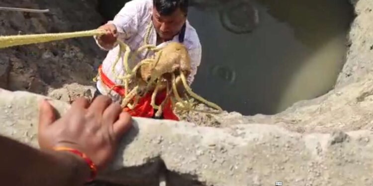 पाण्याच्या शोधात आलेलं हरणाचं पिल्लू विहिरीत पडले, वनविभागाने दिले जीवनदान…