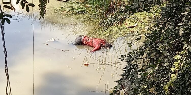 सोलापूर शहरात एकच दिवसात दोन अनोळखी मृतदेह आढळले…