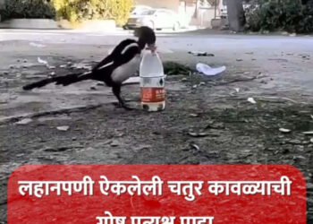 लहानपणी ऐकलेली चतुर कावळ्याची गोष्ट प्रत्यक्ष पाहा…