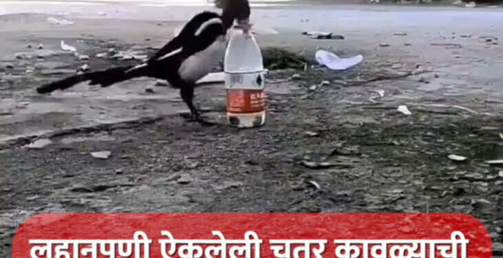लहानपणी ऐकलेली चतुर कावळ्याची गोष्ट प्रत्यक्ष पाहा…
