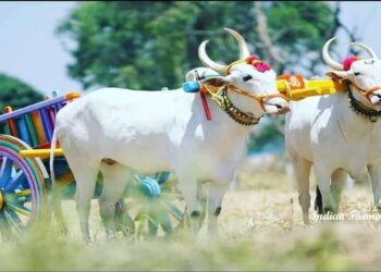 फेसबुकवरील जाहिरात पाहून चक्क बैलजोडी मागवली, शेतकऱ्याची 95 हजारांची फसवणूक…