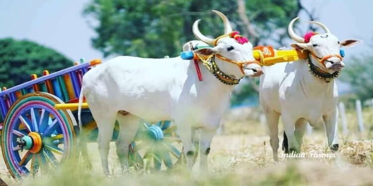 फेसबुकवरील जाहिरात पाहून चक्क बैलजोडी मागवली, शेतकऱ्याची 95 हजारांची फसवणूक…