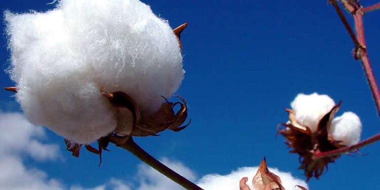 पांढऱ्या सोन्याच्या दराबाबत नवी अपडेट, कापसाचे भाव स्थिरावले,