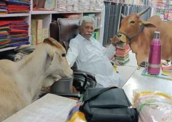 गाय थेट दुकानात शिरली, मायेनं मालकाचा हात चाटू लागली; व्हॅलेंटाईन डेला ‘काऊ हग डे’ साजरा