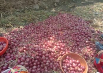 कांदा उत्पादक शेतकऱ्यांत नैराश्याचे वातावरण, सततच्या ढासळत्या दराने उत्पादन खर्चही निघेना…