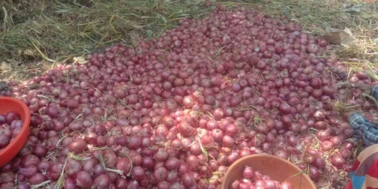 कांदा उत्पादक शेतकऱ्यांत नैराश्याचे वातावरण, सततच्या ढासळत्या दराने उत्पादन खर्चही निघेना…