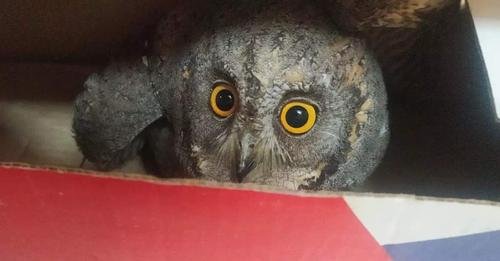 दहा वर्षात पहिल्यांदाच दिसलं दुर्मिळ घुबड, फोटो एकदा पाहाच…