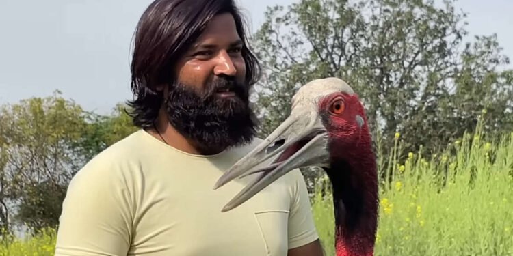 माणूस आणि पक्षी प्रेम: सारस पक्षी आणि एक माणूस यांच्यातील प्रेम मैत्रीची कहाणी…