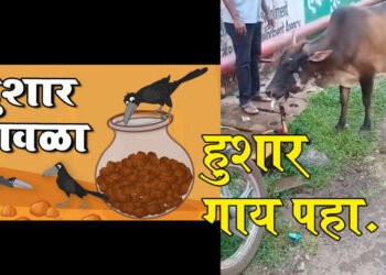 तुम्ही हुशार कावळा पहिला असेल, आता हुशार गाय पहा..!