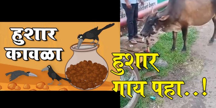 तुम्ही हुशार कावळा पहिला असेल, आता हुशार गाय पहा..!