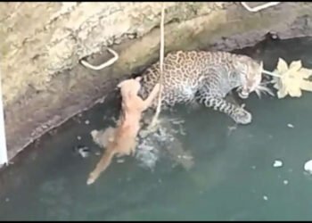 मांजराचा पाठलाग करत बिबट्या विहीरीत पडला,व्हिडीओ व्हायरल…
