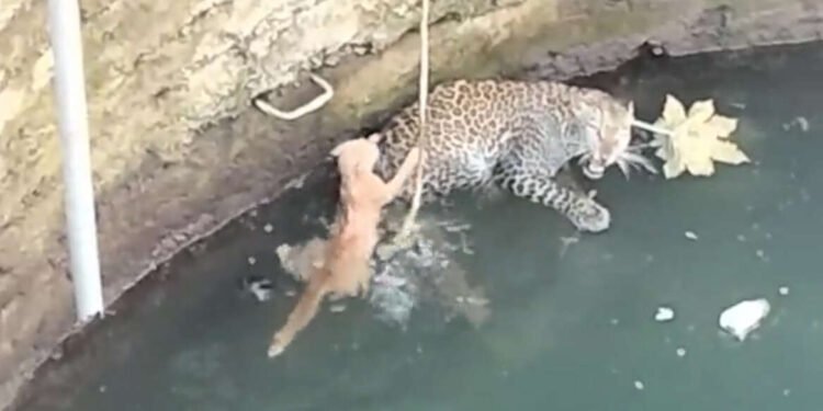 मांजराचा पाठलाग करत बिबट्या विहीरीत पडला,व्हिडीओ व्हायरल…