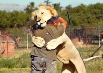 VIDEO | …जेव्हा मुके जीव आपलं प्रेम व्यक्त करतात…