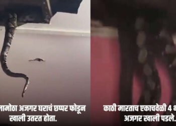 एका घराच्या छतात लपले होते 4 अजगर , काठी मारताच छतच कोसळलं…