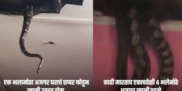 एका घराच्या छतात लपले होते 4 अजगर , काठी मारताच छतच कोसळलं…