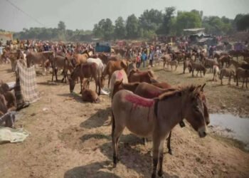 कोल्हापुरात गाढवाचं महत्व सांगणारं देशातील पहिलं अनोखं प्रदर्शन…