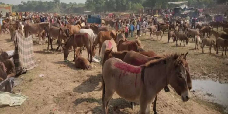 कोल्हापुरात गाढवाचं महत्व सांगणारं देशातील पहिलं अनोखं प्रदर्शन…