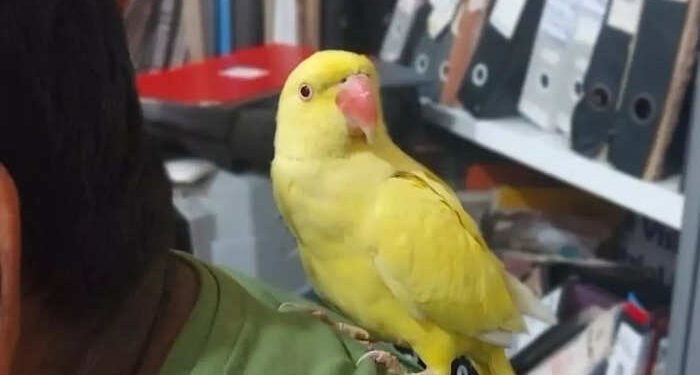 हिरव्या पोपटाचा रंग बदलला, पिवळा झाला; कारण काय..?