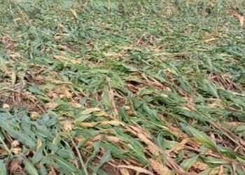 अवकाळी पावसामुळे या जिल्ह्यातील 2600 हेक्टरवरील शेती पिकांचे नूकसान….