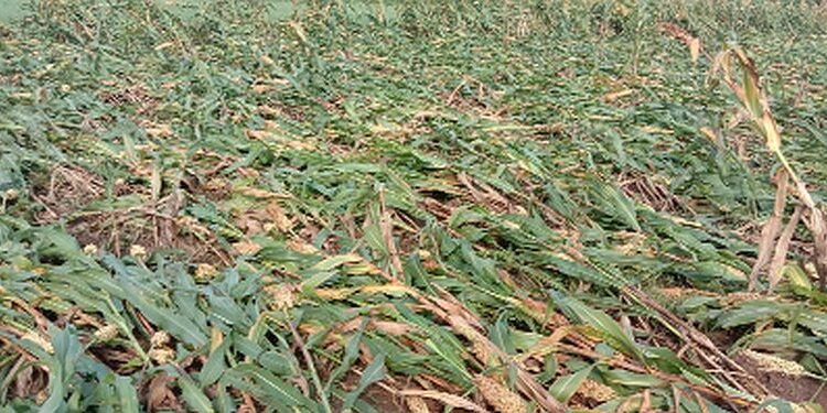 अवकाळी पावसामुळे या जिल्ह्यातील 2600 हेक्टरवरील शेती पिकांचे नूकसान….