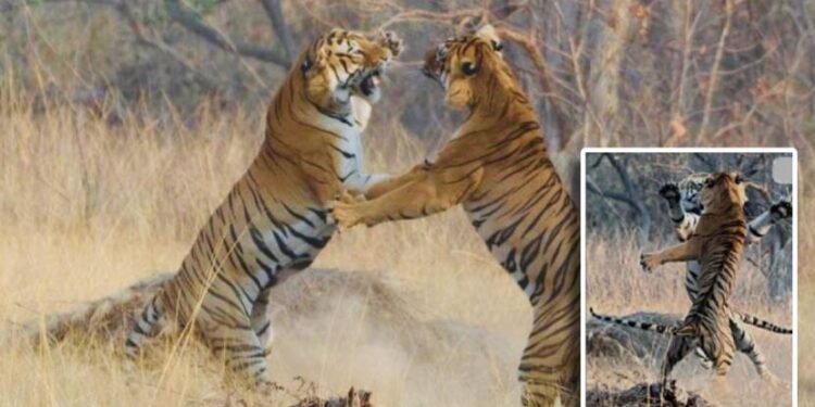 ताडोबा – माया वाघिणीसाठी 2 वाघ आपसात भिडल्याची घटना समोर….