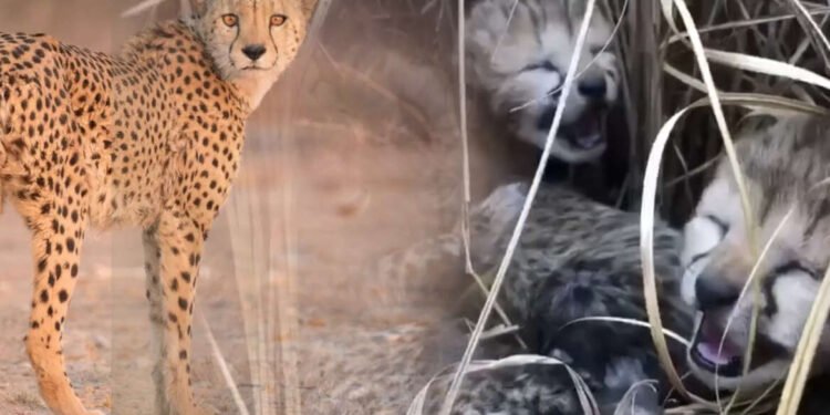 गुड न्यूज … गेल्या वर्षी भारतात आलेल्या सियायाने दिला चार बछड्यांना जन्म !