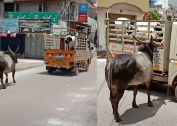 बैलाचं हे गाईवरचं प्रेम बघून नेटकरीदेखील खूप खुश होत आहेत, वायरल व्हिडिओ…