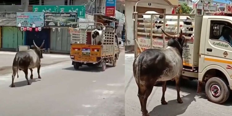 बैलाचं हे गाईवरचं प्रेम बघून नेटकरीदेखील खूप खुश होत आहेत, वायरल व्हिडिओ…