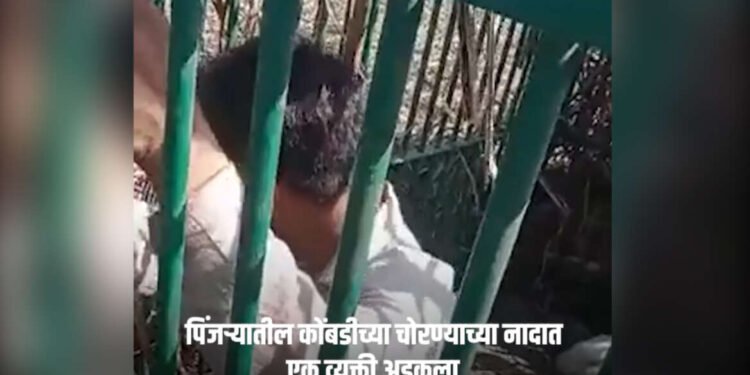 VIDEO : जन्माची अद्दल घडली ! कोंबडी पकडायला गेला आणि बिबट्याच्या पिंजऱ्यात अडकला…