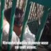VIDEO : जन्माची अद्दल घडली ! कोंबडी पकडायला गेला आणि  बिबट्याच्या पिंजऱ्यात अडकला…