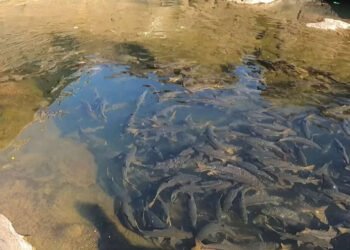 रहस्यमयी देवगुणी मासे व चमत्कारी तिळसेश्वर महादेव मंदिर | निसर्गाचा एक चमत्कार…..